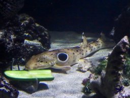 Haus des Meeres 4.02.2026